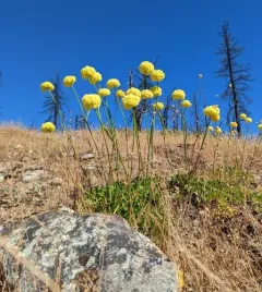 Klamath Mountain buckwheat thumbnail 1