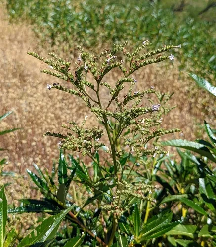 California yerba santa