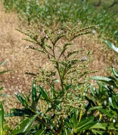California yerba santa thumbnail 1