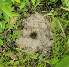 Prairie Crayfish thumbnail 2