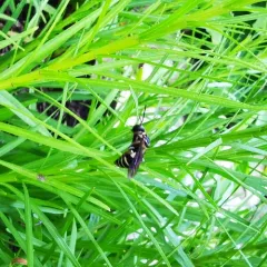 Lunate Longhorn-cuckoo Bee thumbnail 3