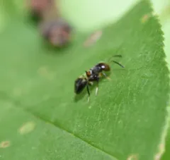 Encyrtus aurantii thumbnail 4