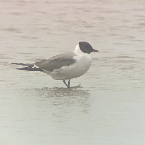 Sabine's Gull