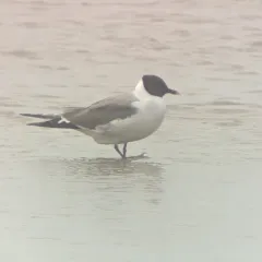 Sabine's Gull thumbnail 1