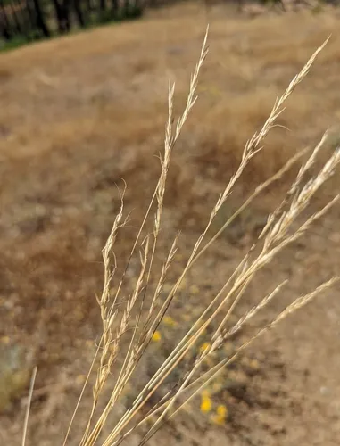 lemmon's needle grass