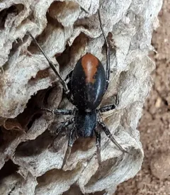 Red-spotted Ant-mimic Sac Spider thumbnail 4