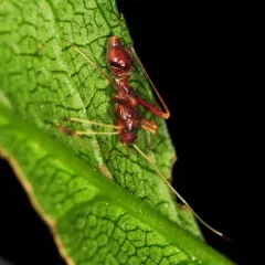 Paraxenetus guttulatus thumbnail 1