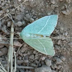 Chlorosea nevadaria thumbnail 2