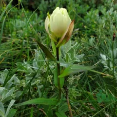 northern paintbrush thumbnail 4