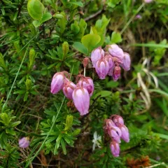 Blue Mountain-heath thumbnail 4