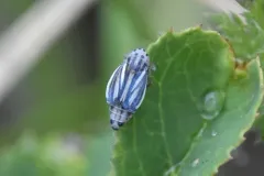 Commellus cedilla thumbnail 3