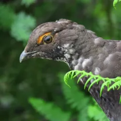 Sooty Grouse thumbnail 2