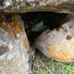 Collared Pika thumbnail 2