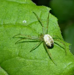 Green-legged Orbweaver thumbnail 4