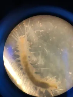 Micropodarke dubia thumbnail 2
