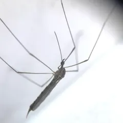 Toxorhina magna thumbnail 2