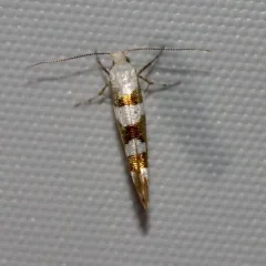 Argyresthia calliphanes thumbnail 3