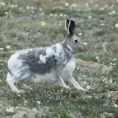 Arctic Hare thumbnail 2