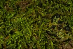 Macoun's Flapwort thumbnail 2