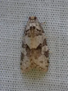 Argyrotaenia provana thumbnail 4