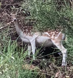 European Fallow Deer thumbnail 2