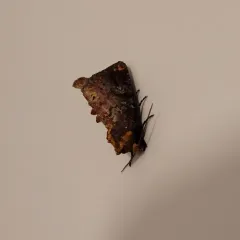 Elder Shoot Borer Moth thumbnail 3