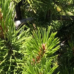 lodgepole pine thumbnail 3