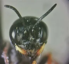 Diodontus minutus thumbnail 3