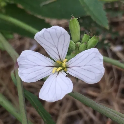 Wild radish