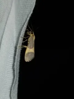 Pictured Lichen Moth thumbnail 3