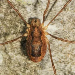 Spring Harvestman thumbnail 4
