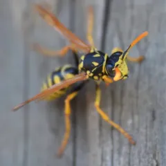 European Paper Wasp thumbnail 4