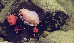 Orange Ruffled Tritonid thumbnail 2