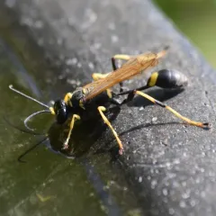 Yellow-legged Mud-dauber Wasp thumbnail 2