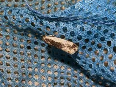 Tarache major thumbnail 1