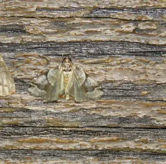 Leaf Crumpler Moth thumbnail 3