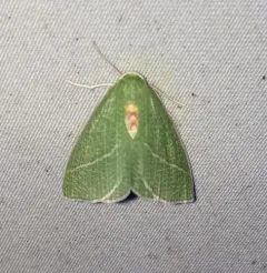 Bank's Emerald Moth thumbnail 2