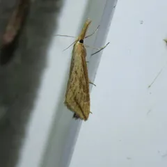 Delightful Donacaula Moth thumbnail 3