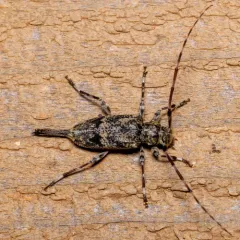 Banded Graphisurus thumbnail 2