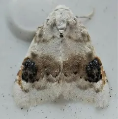 Blurry-patched Nola Moth thumbnail 3