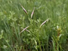 Parry's Oatgrass thumbnail 2