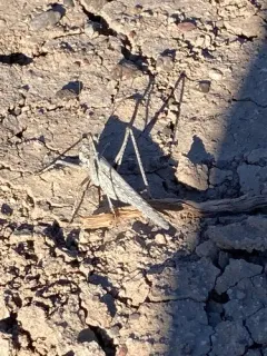 Western Longwing thumbnail 2
