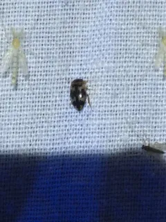 Hydroporus Diving Beetle thumbnail 4