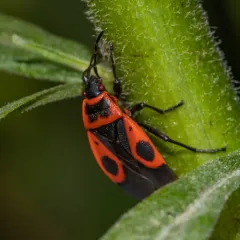 European Firebug thumbnail 2