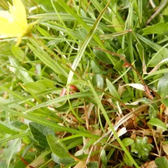 Marsh Saxifrage thumbnail 4