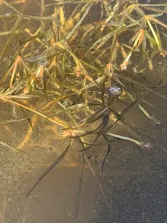 Hill's pondweed thumbnail 2