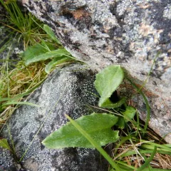 Narrowleaf Saw-wort thumbnail 2