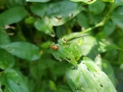 Six-spotted Neolema thumbnail 3