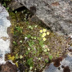 thymeleaf saxifrage thumbnail 3