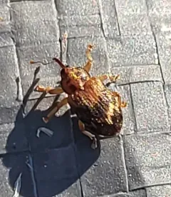 Chevron Ash Weevil thumbnail 4